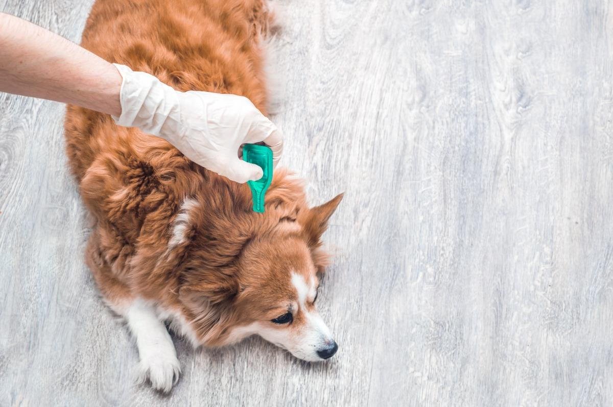 How to Choose the Right Tick and Flea Control Approach heroimage0.051063001704218509